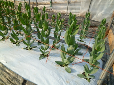 トルコキキョウの苗と桔梗 タジマフーズ 野菜ソムリエの日々徒然