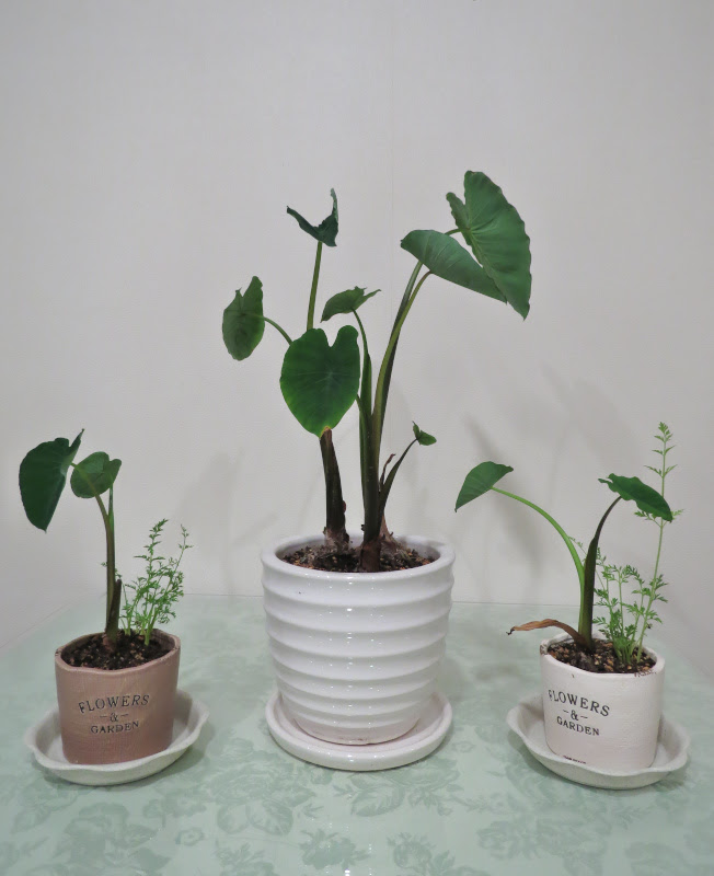 赤芽芋とニンジンの観葉植物 ペンション あるびおん