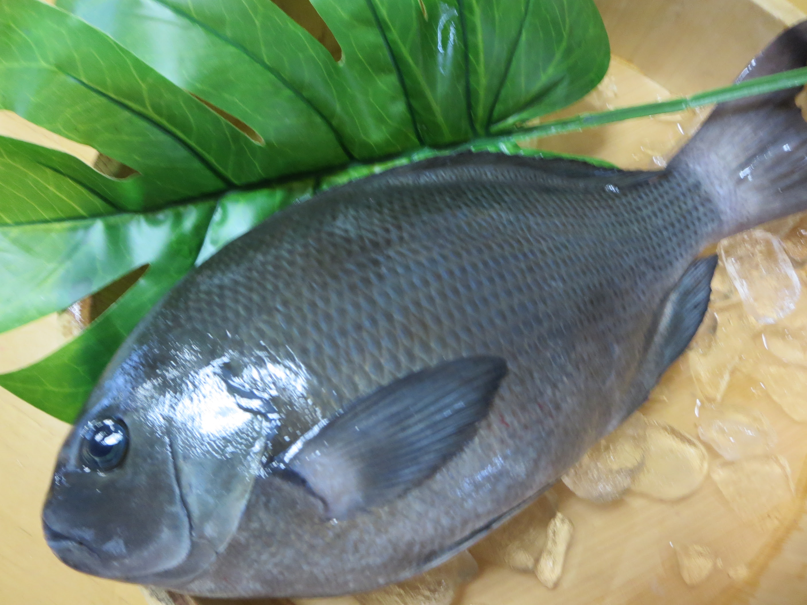 漁師さん直送市場 家庭用 鮮魚通販 漁師さんが今朝獲れた鮮魚を産地直送