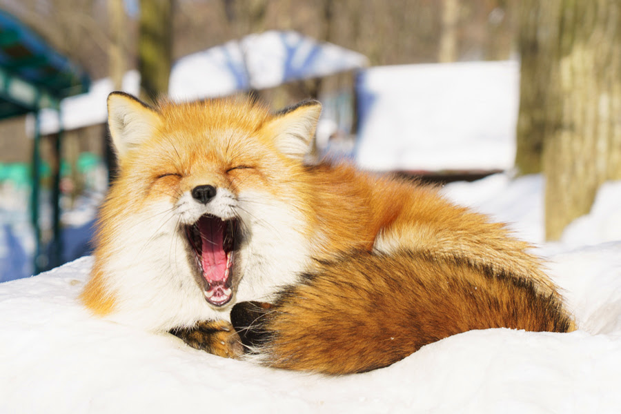 ９０画像 ペットにしたくなる キツネのかわいい高画質画像 壁紙まとめ 写真まとめサイト Pictas