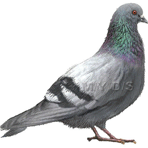 カワラバト ドバト 鳩 ハトのイラスト 条件付フリー素材集