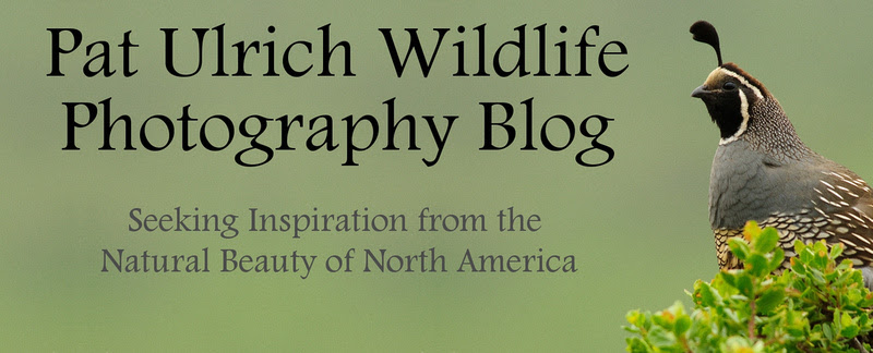 Pat Ulrich Wildlife Photography Blog