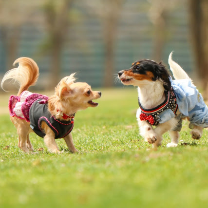 犬の発情期はいつから始まる 発情による行動と避妊 去勢手術のメリット