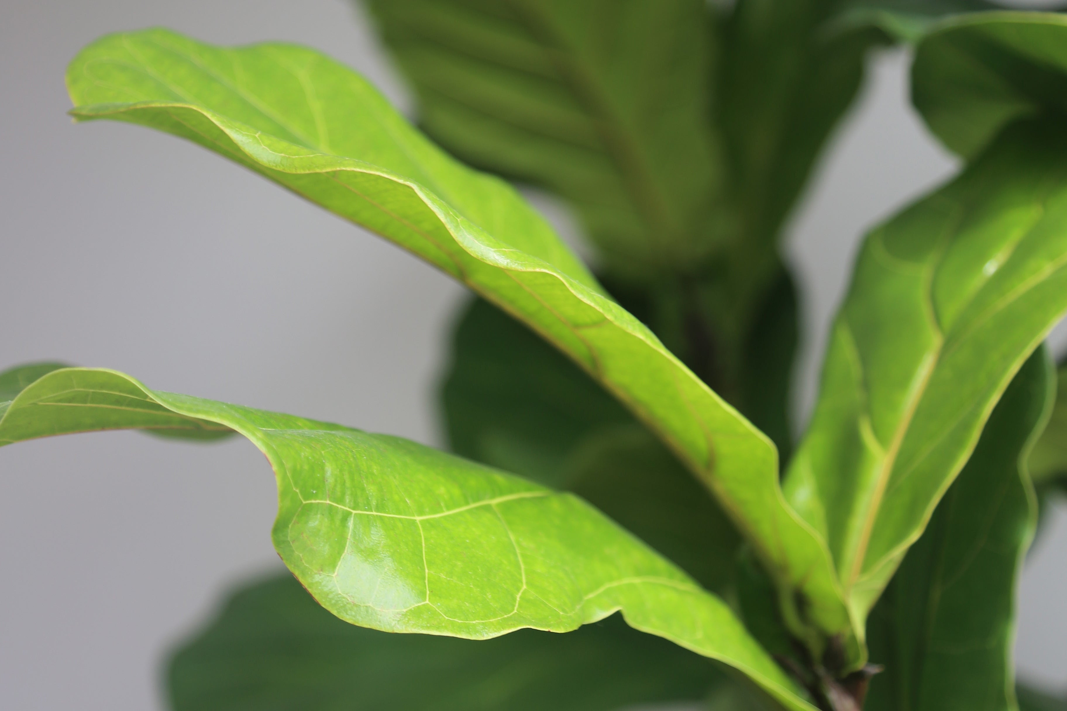 How To Care For A Fiddle Leaf Fig Plant Care 101 Blog The Sill