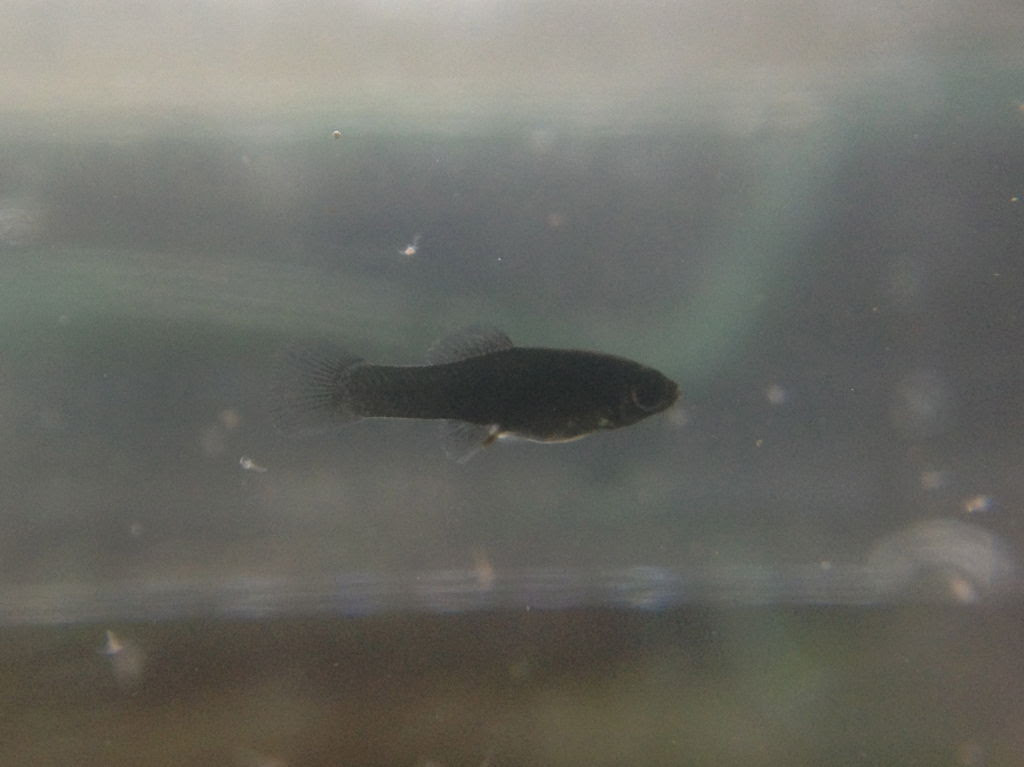 ブラックモーリー稚魚の数を発表