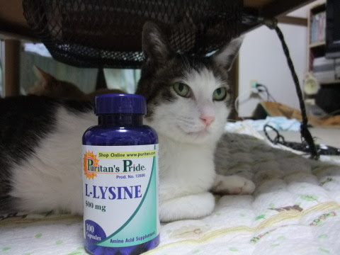 ハヤトの慢性鼻炎 ニャンといっても猫だニャー