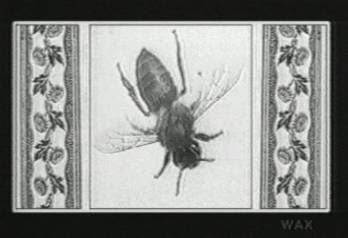 W A X W E B 04 21 1 25 00 蜂 種類 複