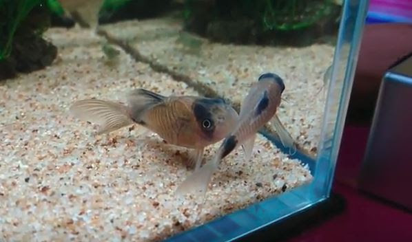 コリドラスの飼育や繁殖方法 稚魚飼育 人気種類 餌まで徹底網羅
