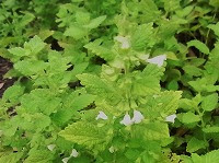 ２月１１日の誕生花 レモンバームの花言葉 思いやり ミツバチが好む香りと蜜をもつハーブ 弥生おばさんのガーデニングノート 花と緑の365日 楽天ブログ