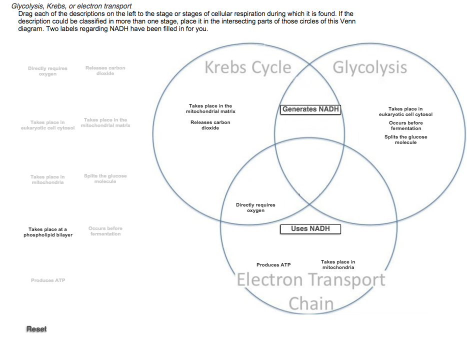 Solved Glycolysis Krebs Or Electron Transport Drag Each Chegg Com
