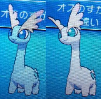 色違いに釘付け アマルス Xy