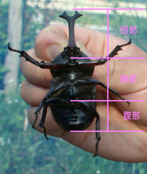 かぶと虫からだのしくみ