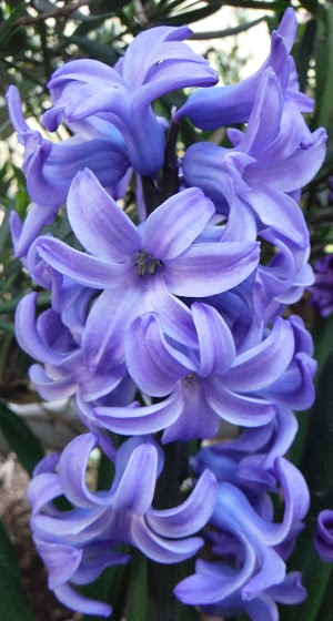 球根植物の花 ヒアシンスは新たに綺麗な青が開花