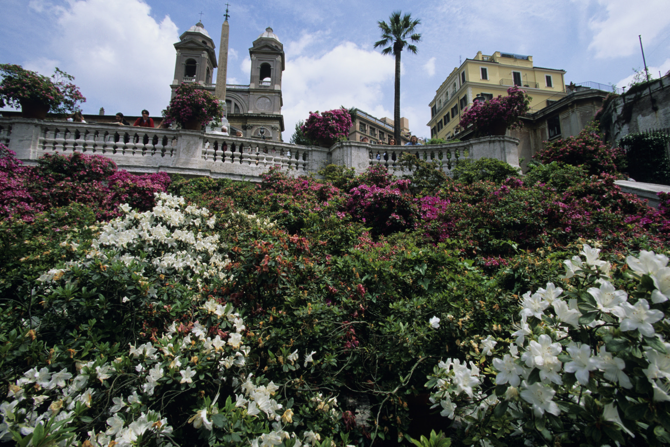 What Type of Flowers Grow in Italy? | USA Today