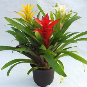 あ の鉢 鉢植え 季節のお花の上手な育て方