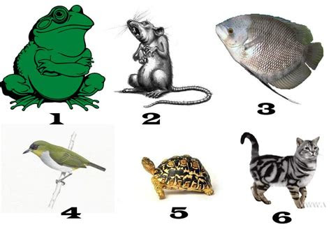 perhatikan gambar dua hewan vertebrata berikut  hd terbaik