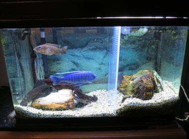 ６０ｃｍ水槽の魚たち