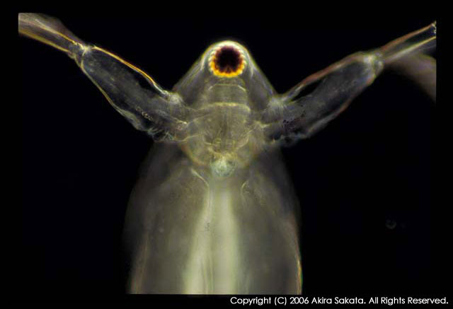 Daphnia Akira Sakata Official Site