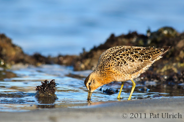 Feeding short-billed dowitcher - Pat Ulrich Wildlife Photography