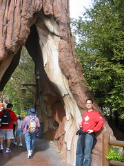 Sequoia