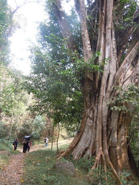 Brahmagiri_Trek_Path1