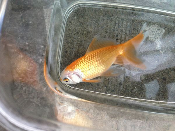 んっ なんと 金魚さんよ 汗 私に任せろよい 小さな巨人と ささやかな出来事
