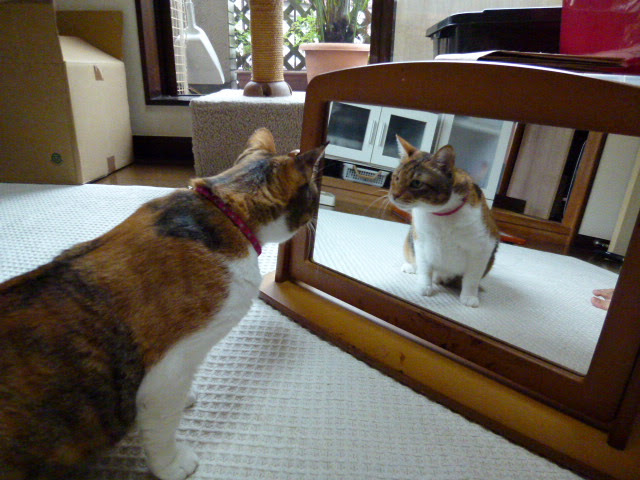 鏡を見る猫とテレビを見る猫 さび猫アンちゃんの毎日 ママのつぶやき