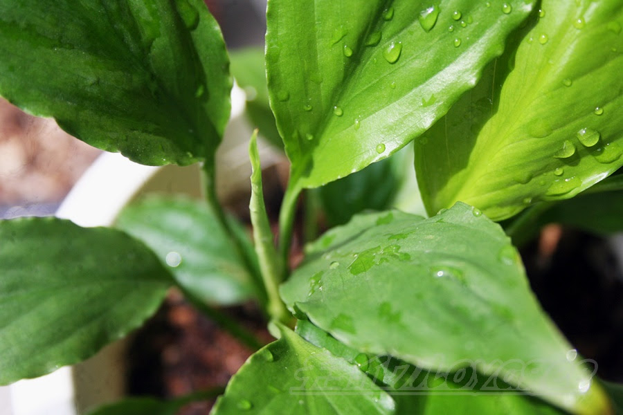 スパティフィラムの管理 育て方や増やし方 失敗しないコツをご紹介 Oyageeの植物観察日記