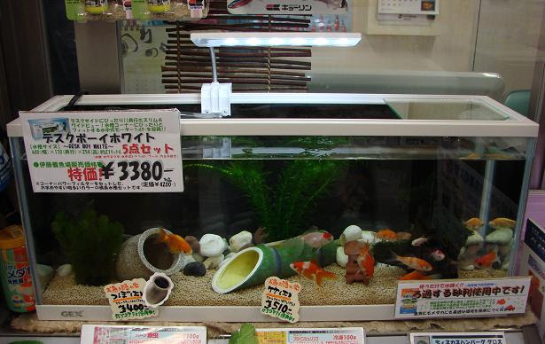 昨日入荷した水槽セット 伊藤の金魚係日記