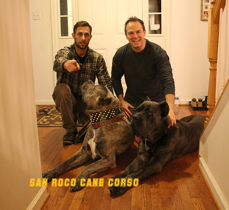 Placed Puppies San Rocco Cane Corso Puppies For Sale
