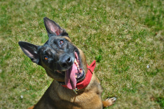 The Single Dog Toy You Should Ditch Now to Build Better Focus