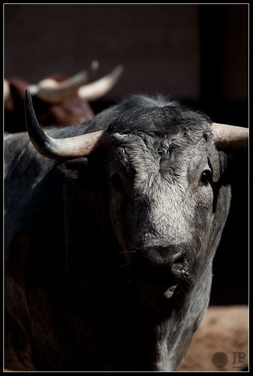 Toro-de-hernandez-pla