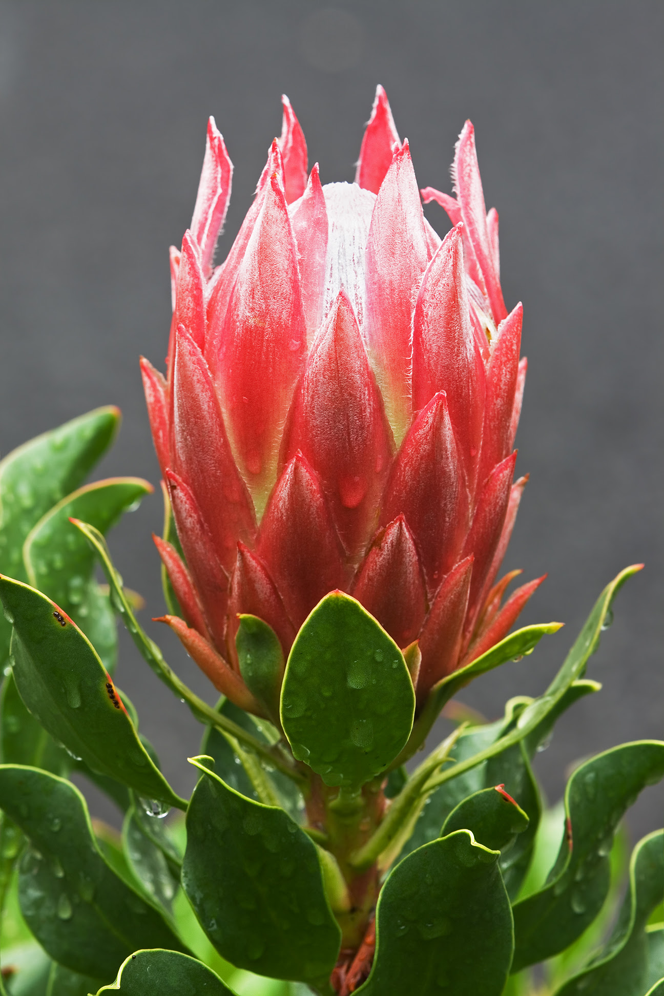 Sementes Protea Rei Cynaroides Rosa Flor Mudas África Do 