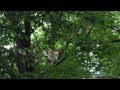 鶏 飛ぶ 動画 123535-鶏 飛ぶ 動画