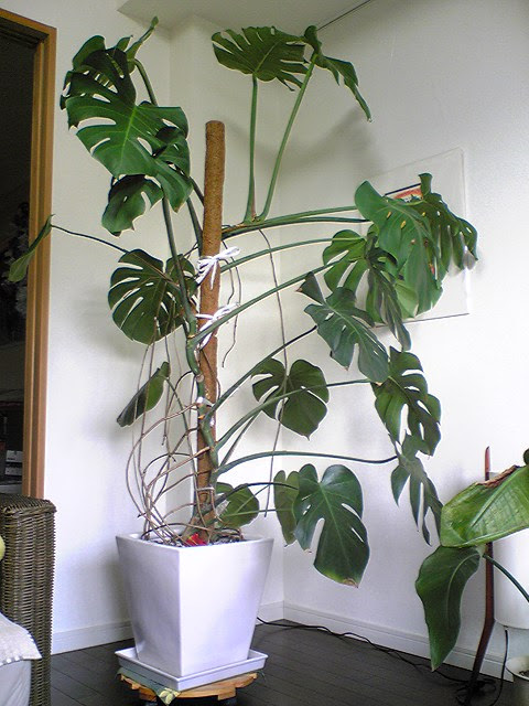 モンステラの植え替え方法 支柱の立て方や最適な土 時期を解説
