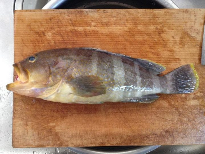 キハタ アオハタ の刺身 煮付 日本歯科技術