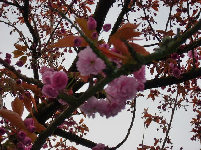 DSCN4208
