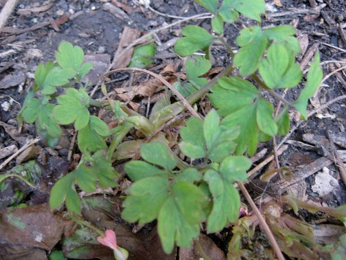 Bleeding heart