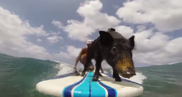 Resultado de imagen de animales surfeando