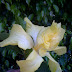 Weeping Hibiscus Tree Florida : In the northern end of their grow zone palm beach lime weeping fig if you know the temperatures in your area are not conducive to shipping plants enclosed in a box from florida to your location, please wait until.