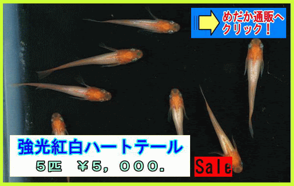 メダカ販売 メダカ通販 趣味のめだか おおさと