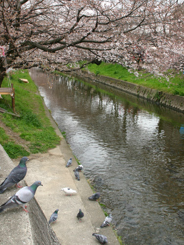 岩倉のんぼり洗い