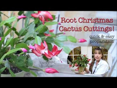 Root Christmas Cactus Cuttings to Propagate (Schlumbergera): easy and
effective!