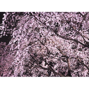 夜桜 Gahag 著作権フリー写真 イラスト素材集