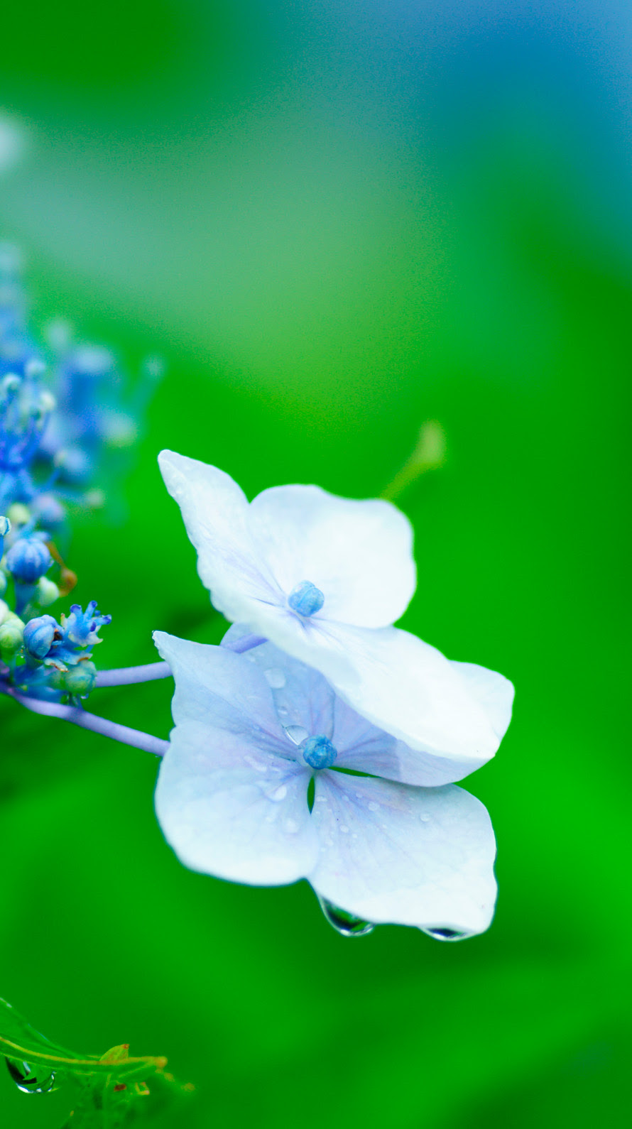 アジサイ 紫陽花 Iphone壁紙タウン