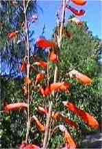 California  penstemons are our native showy perennials