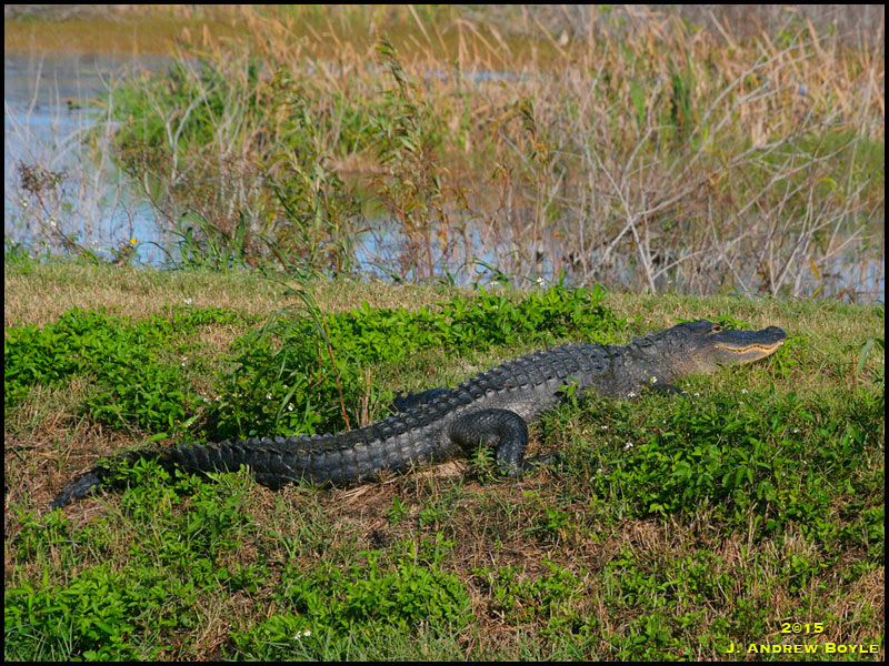 American Alligator