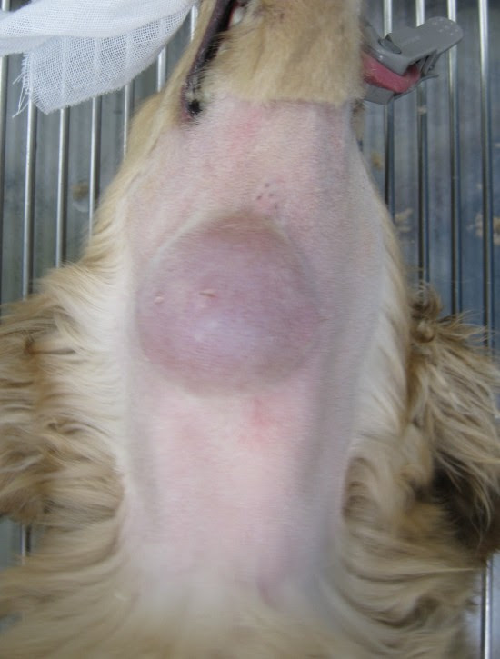 症例紹介 唾液腺の病気 唾液腺粘液瘤 長野県飯田市のトロッコ動物病院