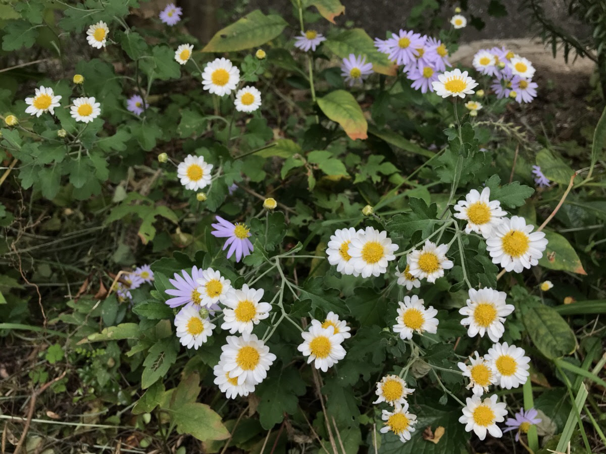 庭に咲く野菊の花の種類を調べてみました Hanana Tree