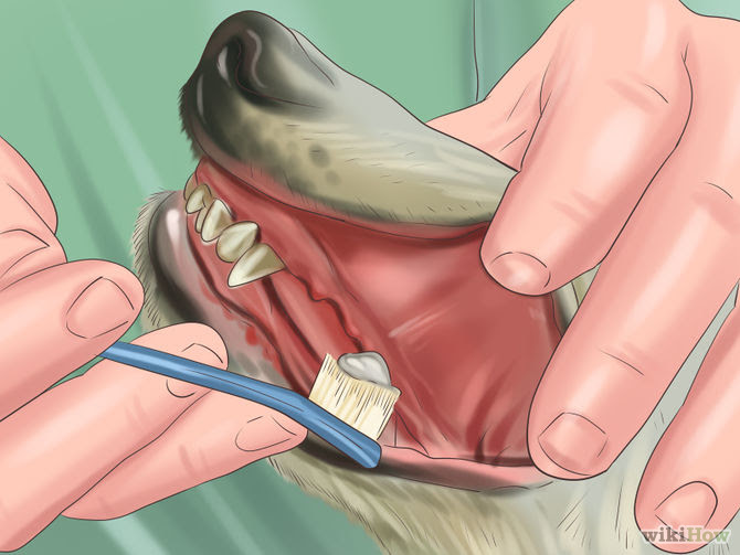 Keep Your Dog's Breath Fresh Step 3 Version 2.jpg